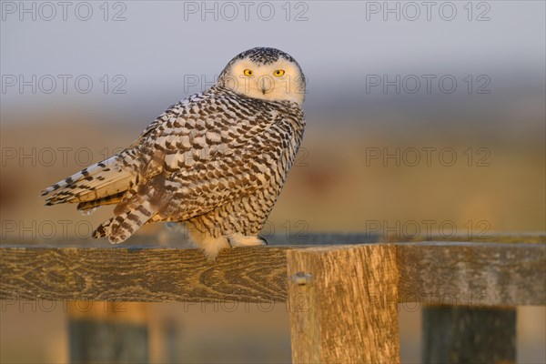 Snowy Owl (Bubo scandiacus)