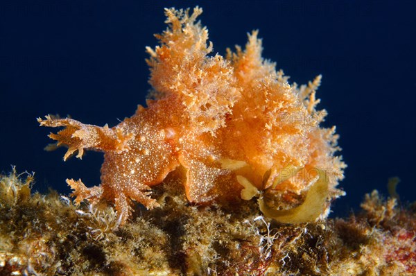 Robust frond-aeolis nudibranch (Dendronotus robustus)