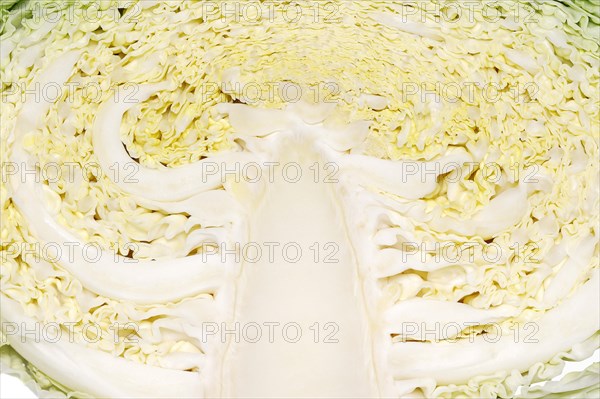 Savoy Cabbage (Brassica oleracea var sabauda)