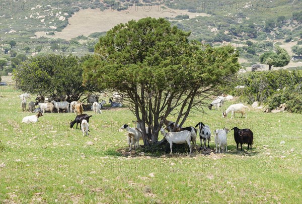 Goats (Capra) standing in the shade of cypress trees