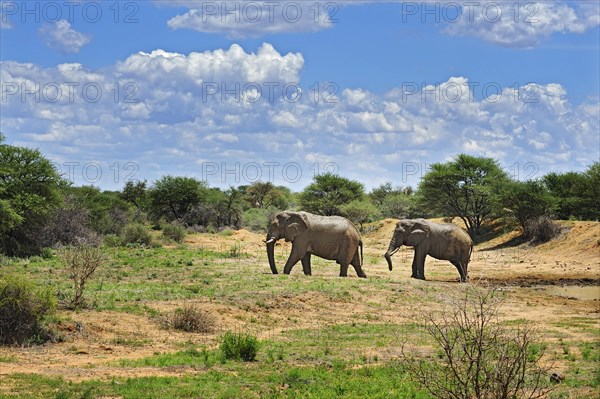 African Elephants (Loxodonta africana)
