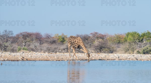 Giraffe (Giraffa camelopardis) drinking