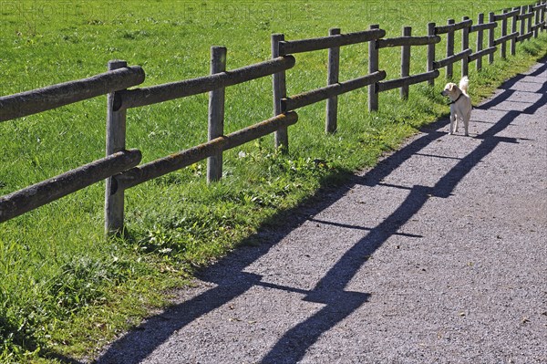 Fence with a shadow and a dog along the promenade path