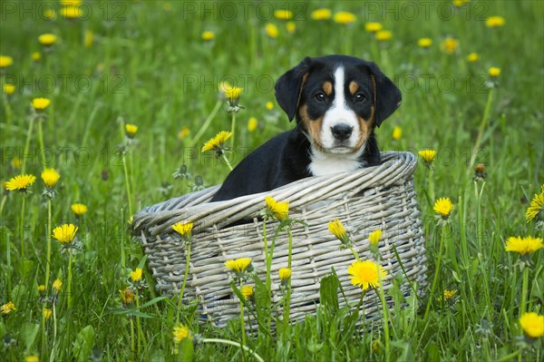 Greater Swiss Mountain Dog