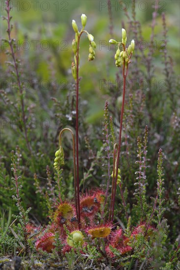 Common Sundew (Drosera rotundifolia)
