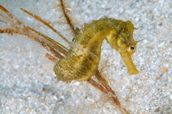 Short-snouted Seahorse (Hippocampus hippocampus)