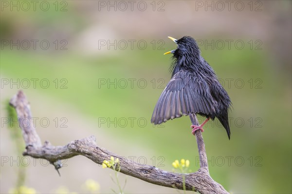 Spotless Starling (Sturnus unicolor)