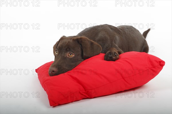 Brown Labrador Retriever