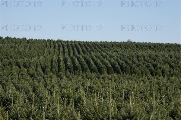 Christmas tree farm
