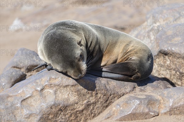 Young Brown Fur Seal or Cape Fur Seal (Arctocephalus pusillus) sleeping on a rock