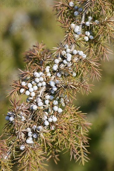 Common Juniper (Juniperus communis)