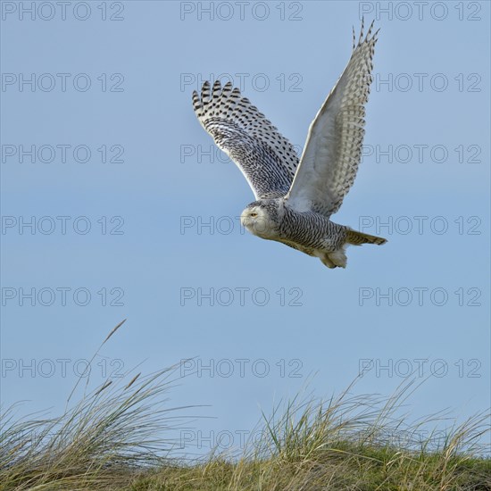 Snowy Owl (Bubo scandiacus)