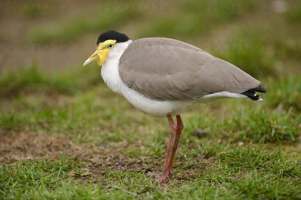 Mask Lapwing (Vanellus miles)