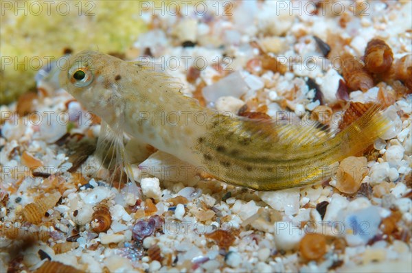Rusty Blenny