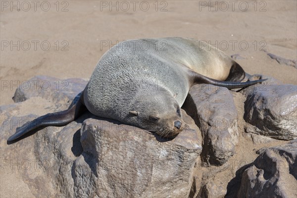 Brown Fur Seal or Cape Fur Seal (Arctocephalus pusillus) sleeping on a rock