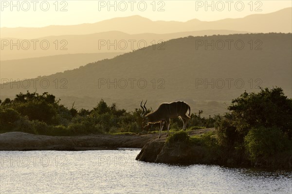 Greater Kudu (Tragelaphus strepsiceros) at a waterhole in the evening