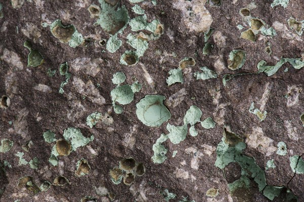 Zeolite druses