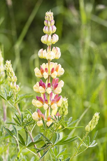 Bigleaf Lupine or Garden Lupine (Lupinus polyphyllus)