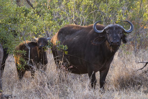 African Buffaloes or Cape Buffaloes (Syncerus caffer)