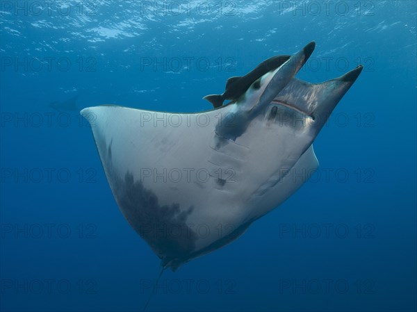Sicklefin Devil Ray or Box Ray (Mobula tarapacana)