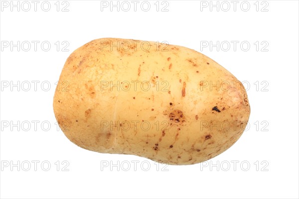 Potato