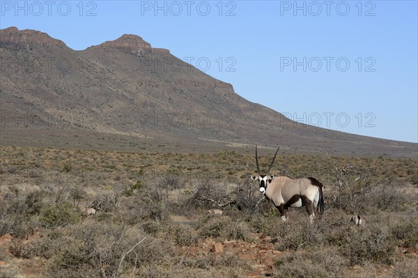 Gemsbok (Oryx gazella)