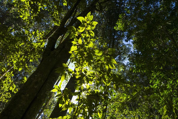 Knysna Forest
