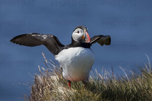 Puffin (Fratercula arctica)