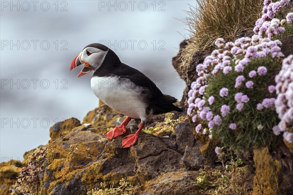 Puffin (Fratercula arctica)