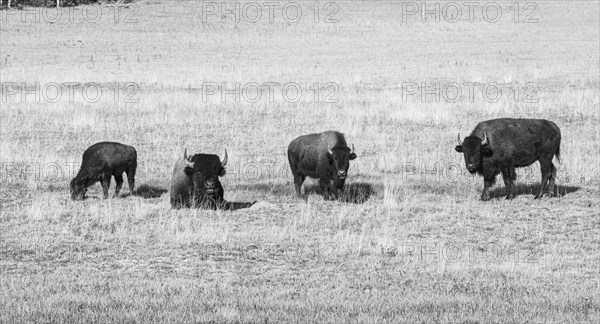 Four Beefalos or Cattalos on a pasture
