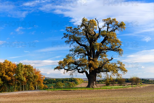 Natural monument cold Oak