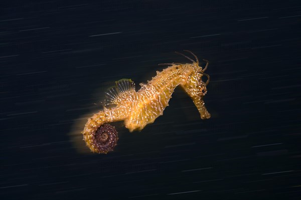 Short-snouted Seahorse (Hippocampus hippocampus) Black Sea