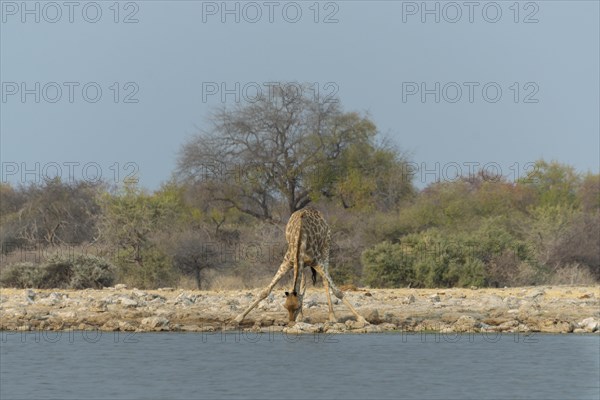 Giraffe (Giraffa camelopardis) drinking at the Klein Namutoni waterhole
