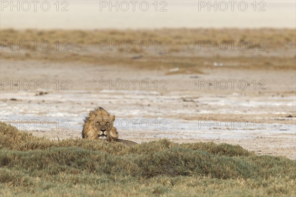 Lion (Panthera leo)