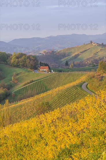 Autumnal vineyards and farmhouses in the morning light