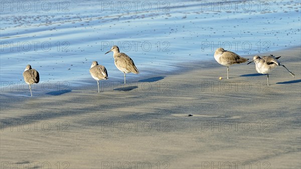 Willets (Tringa semipalmata) in the intertidal zone