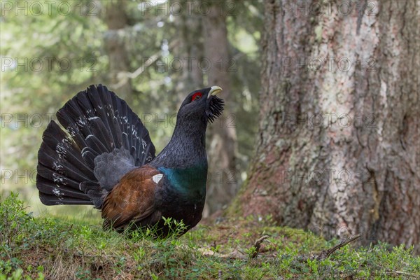 Capercaillie or Western Capercaillie (Tetrao urogallus)