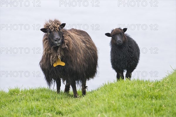 Ewe with lamb