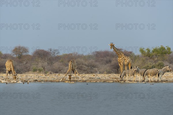 Giraffes and zebras at the waterhole
