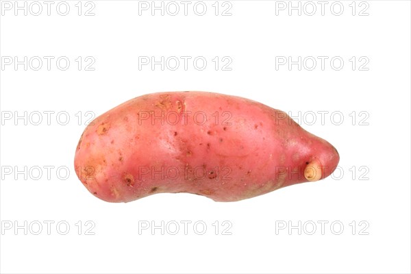 Potato
