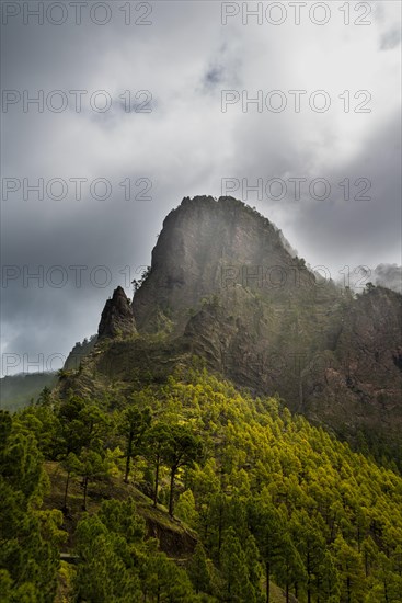 Rocks covered with pine trees