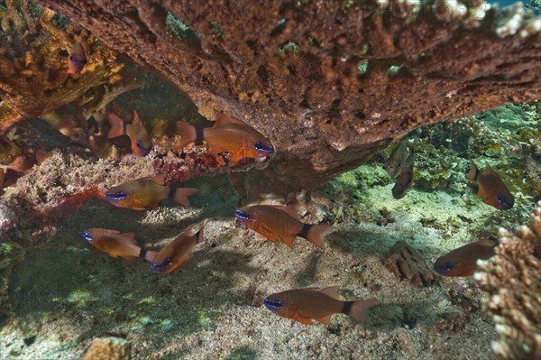Ring-tailed Cardinalfish (Apogon aureus)