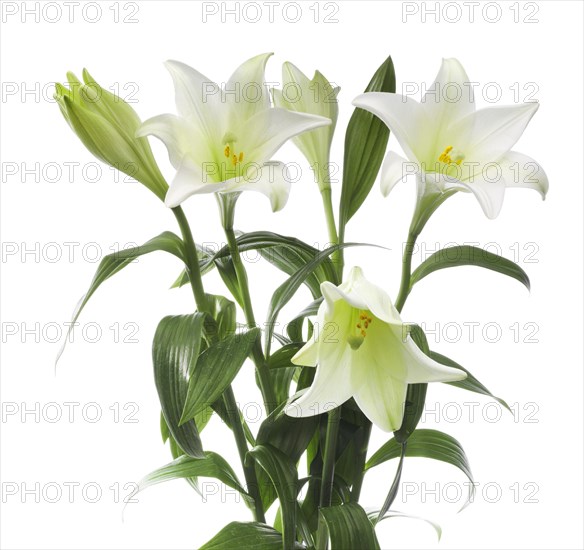 Easter lilies (Lilium longiflorum)