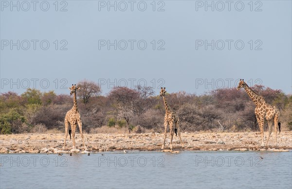 Giraffes (Giraffa camelopardis) drinking