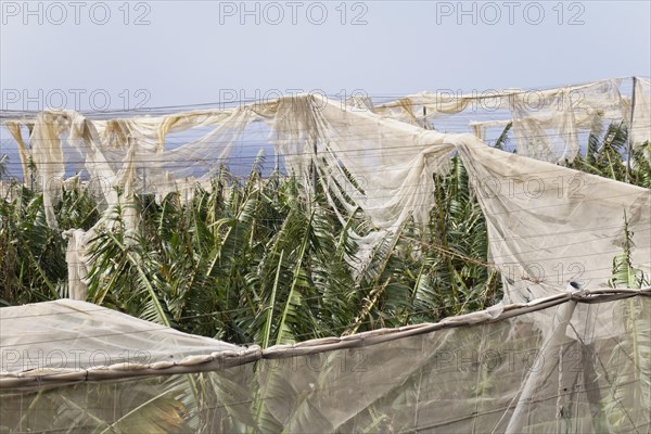Banana plantations shredded by wind in Puerto Naos