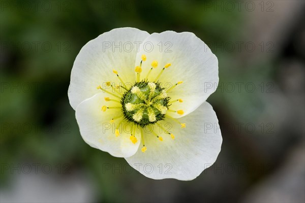 Svalbard poppy (Papaver dahlianum)
