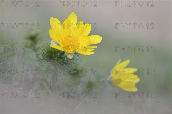 Pheasant's eye (Adonis vernalis)