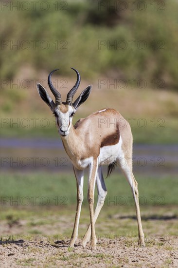 Springbok (Antidorcas marsupialis)
