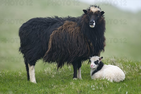 Ewe with lamb