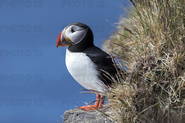 Puffin (Fratercula arctica)